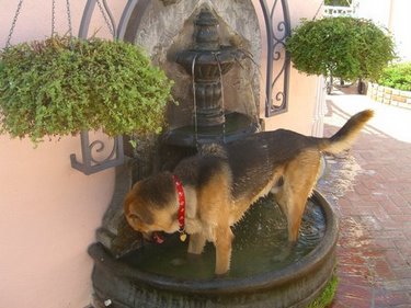 Wulfy Fountain Boy1